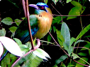 Bird watching Trip in Nepal